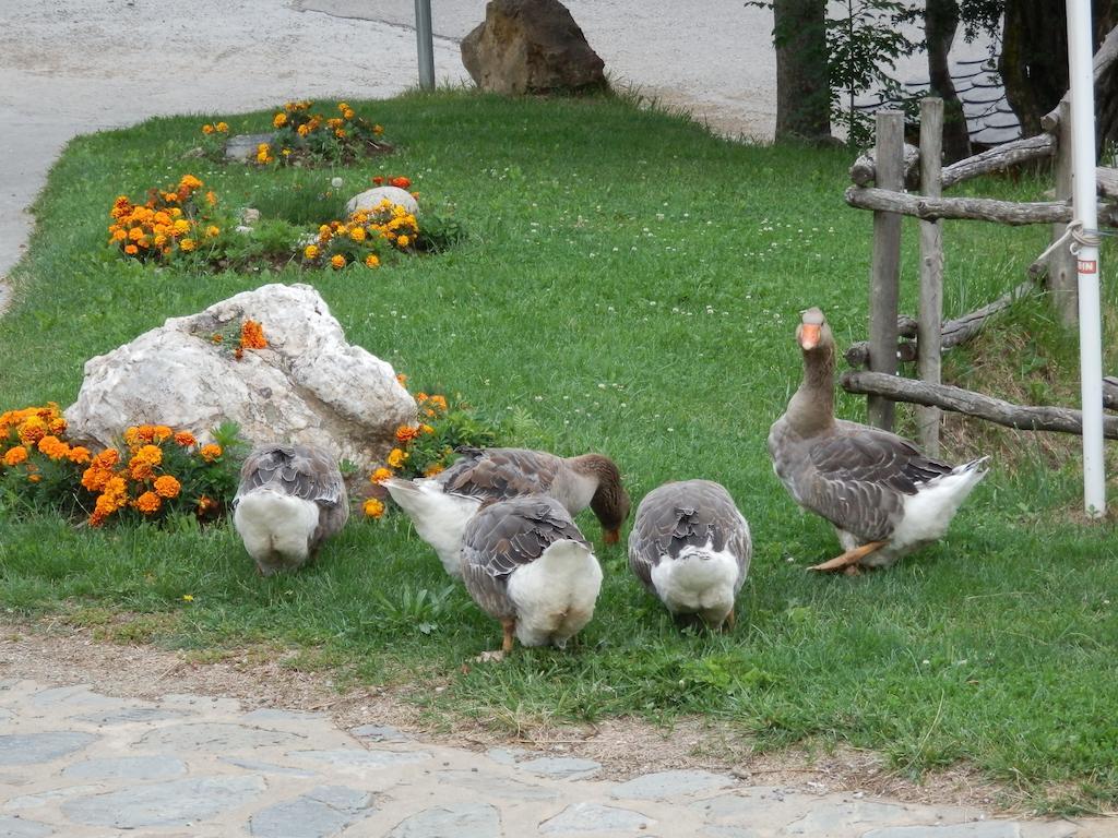 Camping Can Fosses Planoles  Exterior foto