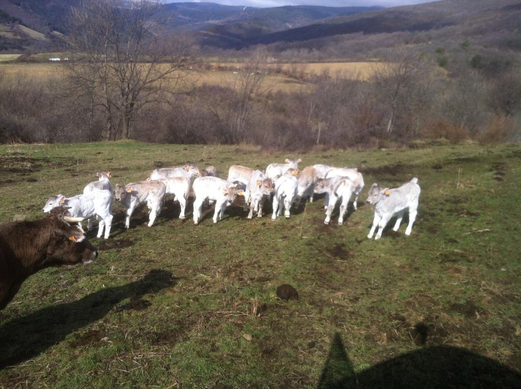 Camping Can Fosses Planoles  Exterior foto